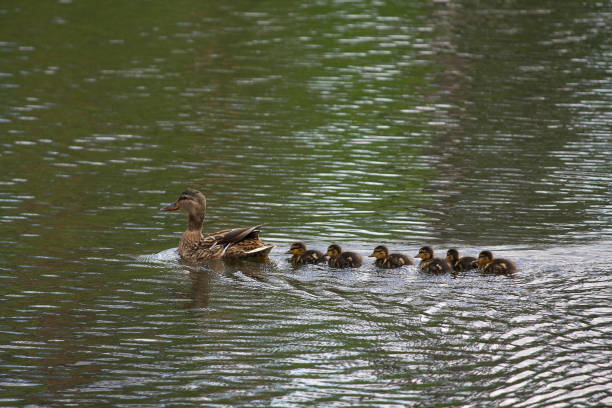istock Duck with ducklings sails into the pond. Birds 656427418