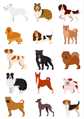 medium dog breeds set isolated on white.