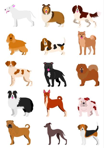 medium dog breeds medium dog breeds set isolated on white. shetland sheepdog stock illustrations