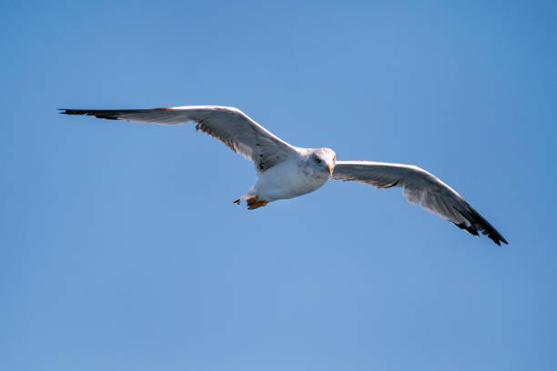 istock Bird seagull flying in the sky over the sea 656431366