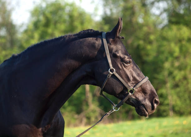 istock Portrait of  beautiful black breed stallion 656431498