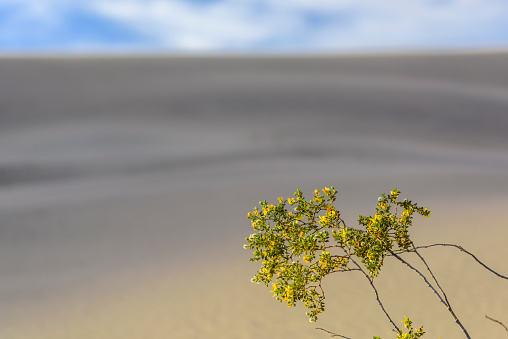 Desert Tree blossom on sand dune hill