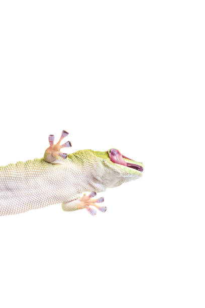 istock Madagascar Day Gecko on White isolated background 656431524
