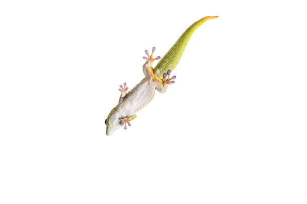 Madagascar Day Gecko on White isolated background