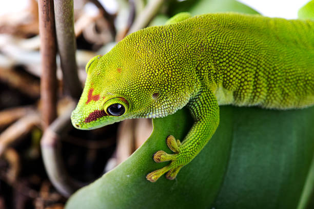 istock Madagascar Day Gecko on White isolated background 656431532