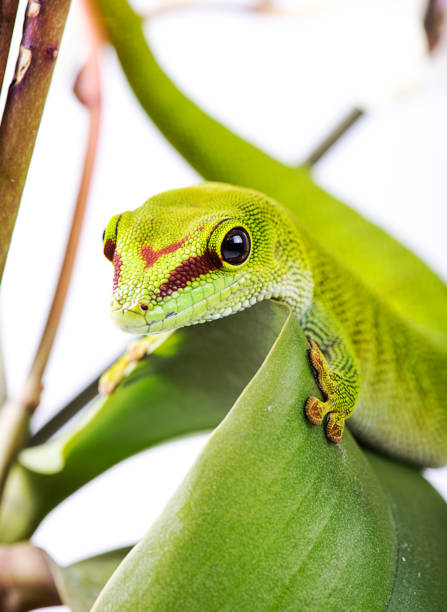 istock Madagascar Day Gecko on White isolated background 656431534