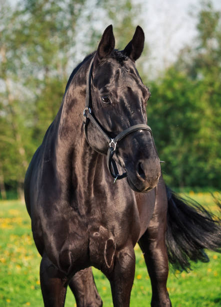 istock Portrait of  beautiful black breed stallion 656431584