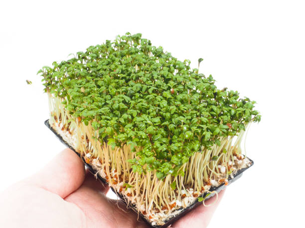 Watercress at closeup in hand stock photo