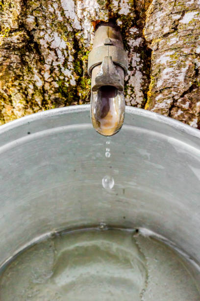 istock Maple sap, boiler, torch, woodlot, 656435678