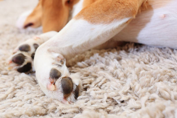 istock Paws of lazy dog close-up 656441528