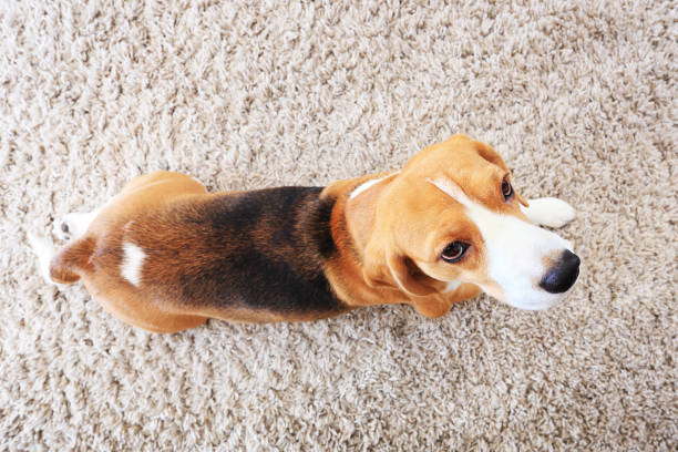 istock Beagle dog on soft carpet from above 656441536