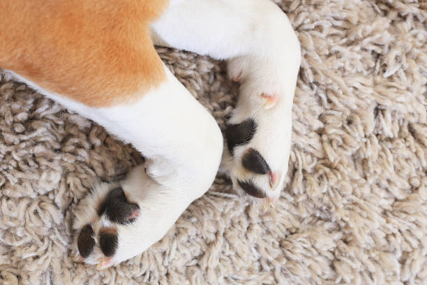 istock White dog's paws from above 656441538