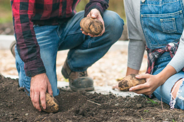 istock Gathering Potatoes in the Garden 656441824