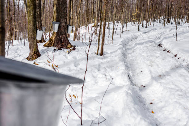 istock Maple sap, boiler, torch, woodlot, 656444338