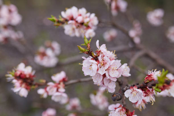 istock White sakura flower blossoming as natural background 656444824