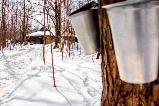 istock Maple sap, boiler, torch, woodlot, 656447202