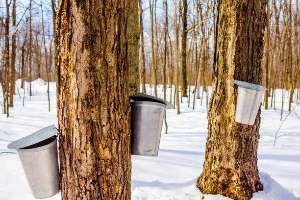 An aluminum boiler containing maple sap, maple water. A blowtorch lets maple water run in the spring. Maple grove of Quebec. St-pie, Montérégie. Great Maskoutan region.