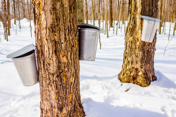istock Maple sap, boiler, torch, woodlot, 656448322