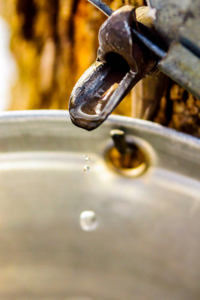 istock Maple sap, boiler, torch, woodlot, 656448704