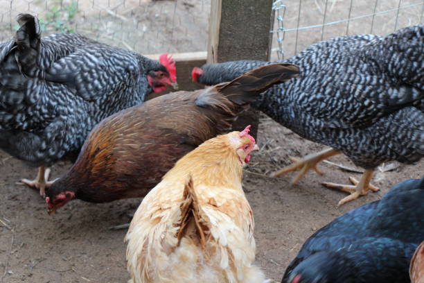 istock Variety of Chickens 656448978