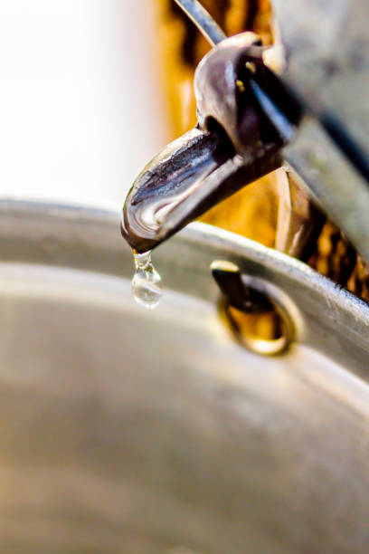 istock Maple sap, boiler, torch, woodlot, 656449064