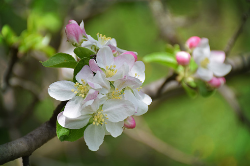 Blossoming apple closeup. Delicate herb, fragile flowers of apple. Spring came. Nature awoke. Starting a new life. The fragrance of blooming gardens.