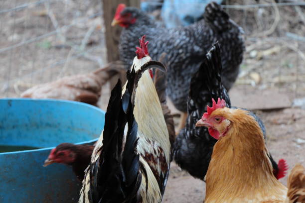 istock Variety of Chickens 656451666