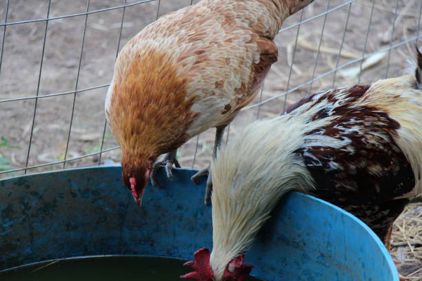 istock Variety of Chickens 656452124
