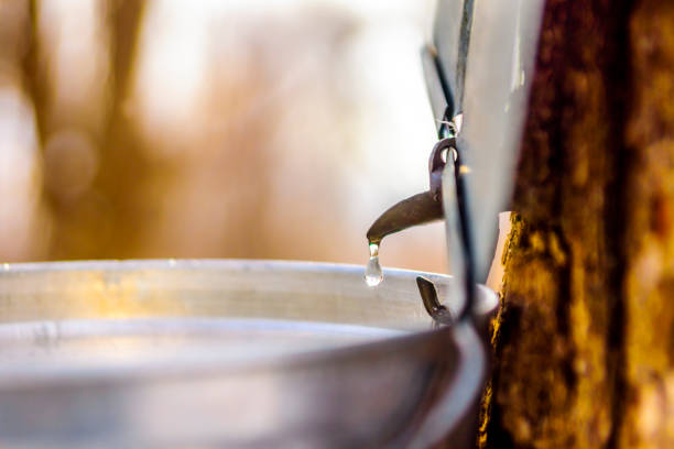 istock Maple sap, boiler, torch, woodlot, 656452164