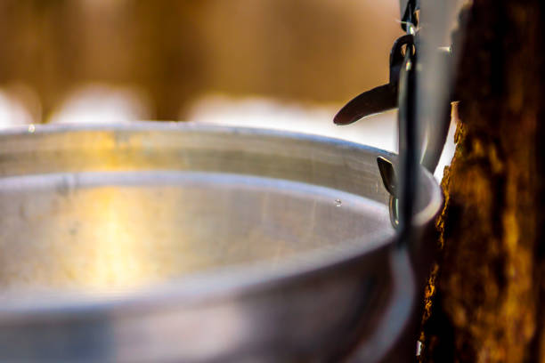 istock Maple sap, boiler, torch, woodlot, 656452342