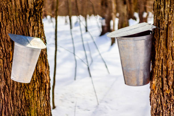 istock Maple sap, boiler, torch, woodlot, 656452874