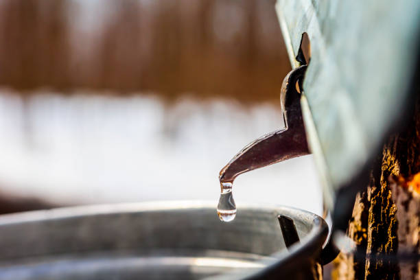 istock Maple sap, boiler, torch, woodlot, 656455320