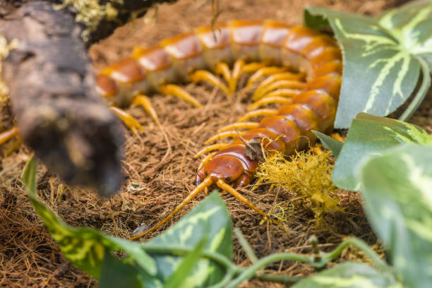 Brazilian scolopendra Scolopendra gigantea, arthropod from the family of the Centipeds, living in Brazil scolopendra centipede stock pictures, royalty-free photos & images