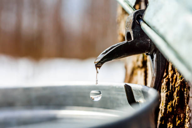 istock Maple sap, boiler, torch, woodlot, 656455676