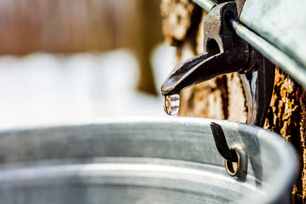 istock Maple sap, boiler, torch, woodlot, 656455968