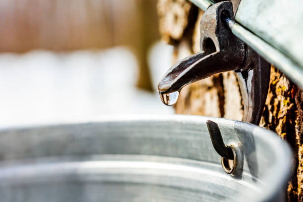 istock Maple sap, boiler, torch, woodlot, 656456112