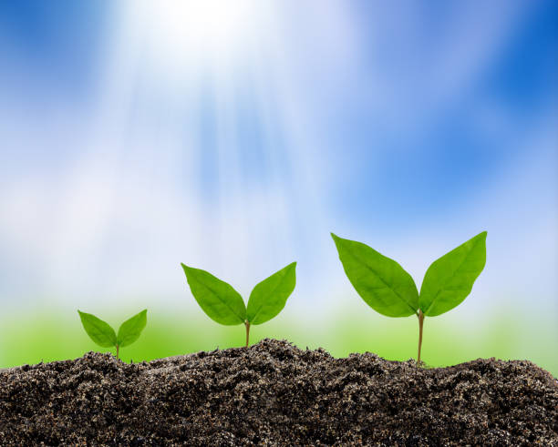 istock tree growing concept of new life, environment concept 656456564