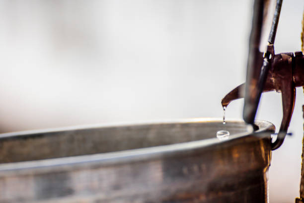 Maple sap, boiler, torch, woodlot,