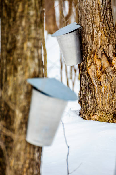 istock Maple sap, boiler, torch, woodlot, 656459654