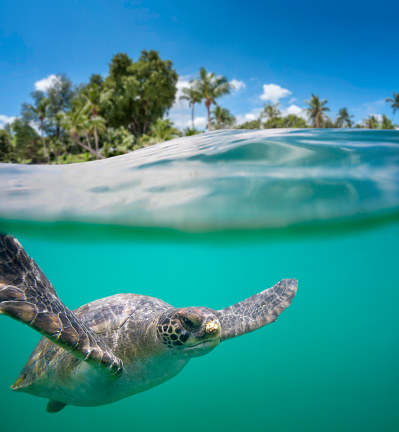 A Green Sea Turtle Also Known As A Pacific Green Turtle, A Green Turtle, Or A Black Turtle