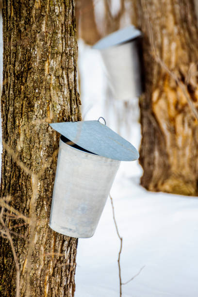 istock Maple sap, boiler, torch, woodlot, 656459718