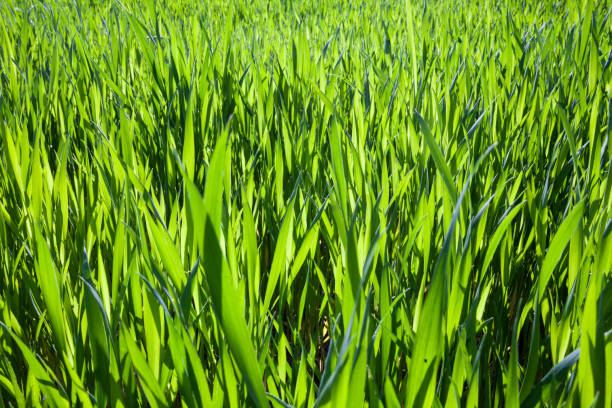 화창한 날에 녹색 잔디 - blade of grass grass leaf long 뉴스 사진 이미지