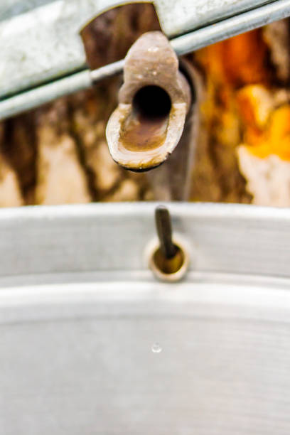 istock Maple sap, boiler, torch, woodlot, 656460372