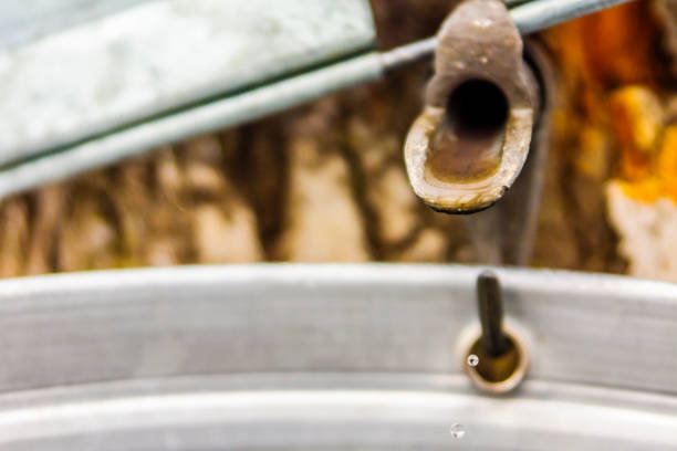 Maple sap, boiler, torch, woodlot,