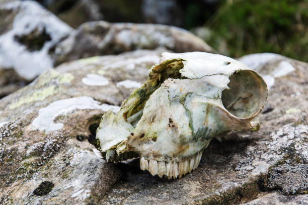 Decaying sheep skull Sheep skull found on the slopes of the mountains in Wales.  The skull is al that remains of the animal meek as a lamb stock pictures, royalty-free photos & images