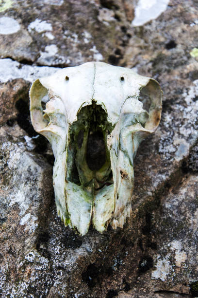 Decaying sheep skull Sheep skull found on the slopes of the mountains in Wales.  The skull is al that remains of the animal meek as a lamb stock pictures, royalty-free photos & images