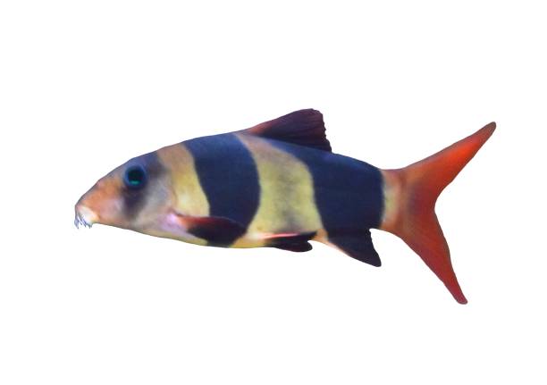 istock clown loach tropical fish isolated on white background 656462694