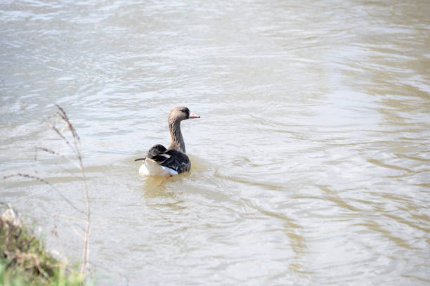 Domestic goose, Anser anser domesticus, in water