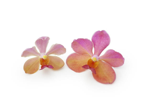 istock Pink red and yellow orchid flower 656464132
