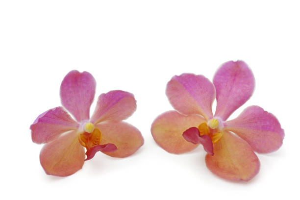 istock Pink red and yellow orchid flower 656464142